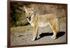 A Coyote, Searches for Prey in the Cariboo Mts of B.C., Canada-Richard Wright-Framed Photographic Print