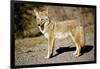 A Coyote, Searches for Prey in the Cariboo Mts of B.C., Canada-Richard Wright-Framed Photographic Print