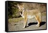 A Coyote, Searches for Prey in the Cariboo Mts of B.C., Canada-Richard Wright-Framed Stretched Canvas