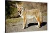 A Coyote, Searches for Prey in the Cariboo Mts of B.C., Canada-Richard Wright-Stretched Canvas