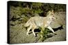 A Coyote, Searches for Prey in the Cariboo Mts of B.C., Canada-Richard Wright-Stretched Canvas