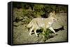 A Coyote, Searches for Prey in the Cariboo Mts of B.C., Canada-Richard Wright-Framed Stretched Canvas