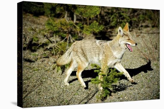 A Coyote, Searches for Prey in the Cariboo Mts of B.C., Canada-Richard Wright-Stretched Canvas