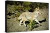 A Coyote, Searches for Prey in the Cariboo Mts of B.C., Canada-Richard Wright-Stretched Canvas