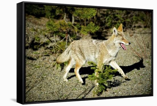 A Coyote, Searches for Prey in the Cariboo Mts of B.C., Canada-Richard Wright-Framed Stretched Canvas