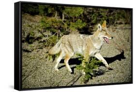 A Coyote, Searches for Prey in the Cariboo Mts of B.C., Canada-Richard Wright-Framed Stretched Canvas