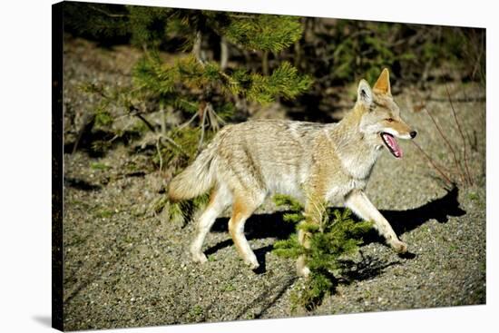 A Coyote, Searches for Prey in the Cariboo Mts of B.C., Canada-Richard Wright-Stretched Canvas