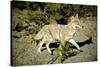 A Coyote, Searches for Prey in the Cariboo Mts of B.C., Canada-Richard Wright-Stretched Canvas