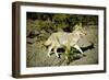 A Coyote, Searches for Prey in the Cariboo Mts of B.C., Canada-Richard Wright-Framed Photographic Print