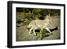 A Coyote, Searches for Prey in the Cariboo Mts of B.C., Canada-Richard Wright-Framed Photographic Print