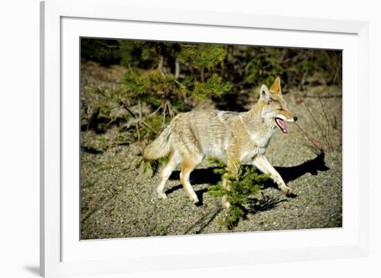 A Coyote, Searches for Prey in the Cariboo Mts of B.C., Canada-Richard Wright-Framed Photographic Print