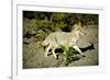 A Coyote, Searches for Prey in the Cariboo Mts of B.C., Canada-Richard Wright-Framed Photographic Print