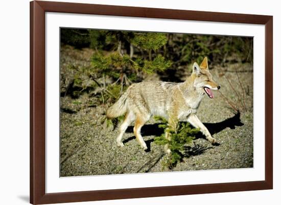 A Coyote, Searches for Prey in the Cariboo Mts of B.C., Canada-Richard Wright-Framed Photographic Print