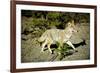 A Coyote, Searches for Prey in the Cariboo Mts of B.C., Canada-Richard Wright-Framed Photographic Print