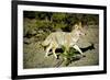 A Coyote, Searches for Prey in the Cariboo Mts of B.C., Canada-Richard Wright-Framed Photographic Print