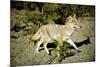 A Coyote, Searches for Prey in the Cariboo Mts of B.C., Canada-Richard Wright-Mounted Photographic Print