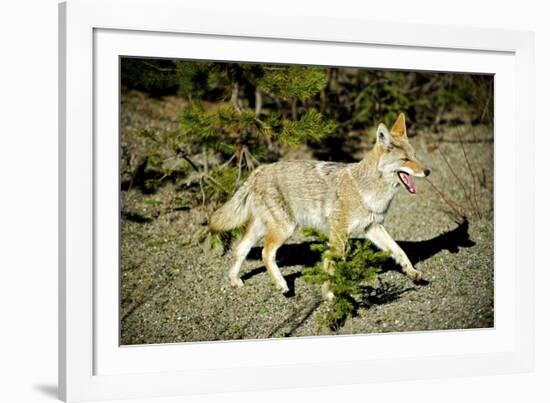 A Coyote, Searches for Prey in the Cariboo Mts of B.C., Canada-Richard Wright-Framed Photographic Print