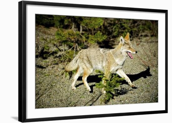 A Coyote, Searches for Prey in the Cariboo Mts of B.C., Canada-Richard Wright-Framed Photographic Print