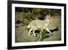 A Coyote, Searches for Prey in the Cariboo Mts of B.C., Canada-Richard Wright-Framed Photographic Print