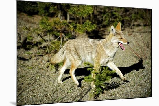 A Coyote, Searches for Prey in the Cariboo Mts of B.C., Canada-Richard Wright-Mounted Photographic Print