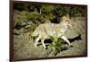 A Coyote, Searches for Prey in the Cariboo Mts of B.C., Canada-Richard Wright-Framed Photographic Print