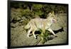 A Coyote, Searches for Prey in the Cariboo Mts of B.C., Canada-Richard Wright-Framed Photographic Print