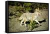 A Coyote, Searches for Prey in the Cariboo Mts of B.C., Canada-Richard Wright-Framed Stretched Canvas