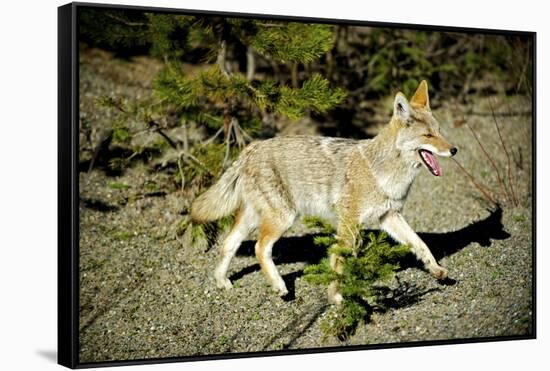 A Coyote, Searches for Prey in the Cariboo Mts of B.C., Canada-Richard Wright-Framed Stretched Canvas