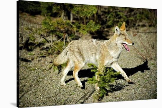 A Coyote, Searches for Prey in the Cariboo Mts of B.C., Canada-Richard Wright-Stretched Canvas