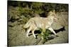 A Coyote, Searches for Prey in the Cariboo Mts of B.C., Canada-Richard Wright-Stretched Canvas