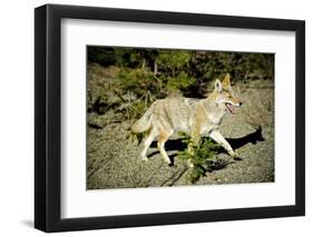 A Coyote, Searches for Prey in the Cariboo Mts of B.C., Canada-Richard Wright-Framed Photographic Print