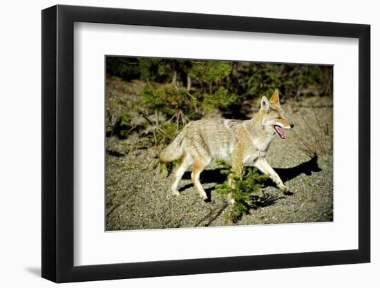 A Coyote, Searches for Prey in the Cariboo Mts of B.C., Canada-Richard Wright-Framed Premium Photographic Print