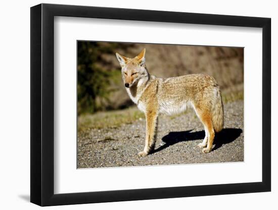 A Coyote, Searches for Prey in the Cariboo Mts of B.C., Canada-Richard Wright-Framed Photographic Print