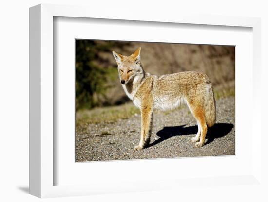 A Coyote, Searches for Prey in the Cariboo Mts of B.C., Canada-Richard Wright-Framed Photographic Print