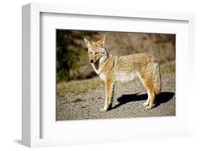 A Coyote, Searches for Prey in the Cariboo Mts of B.C., Canada-Richard Wright-Framed Photographic Print