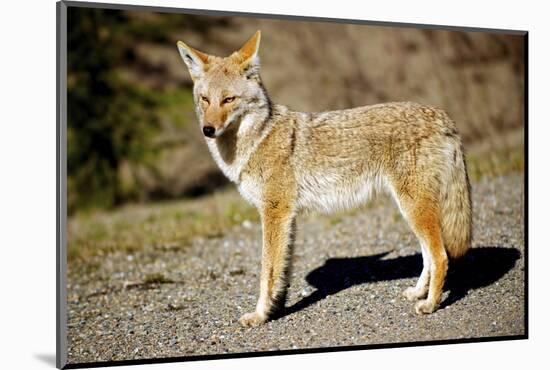 A Coyote, Searches for Prey in the Cariboo Mts of B.C., Canada-Richard Wright-Mounted Photographic Print