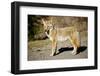 A Coyote, Searches for Prey in the Cariboo Mts of B.C., Canada-Richard Wright-Framed Premium Photographic Print