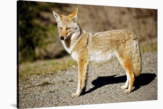 A Coyote, Searches for Prey in the Cariboo Mts of B.C., Canada-Richard Wright-Stretched Canvas