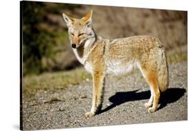 A Coyote, Searches for Prey in the Cariboo Mts of B.C., Canada-Richard Wright-Stretched Canvas