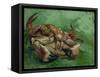 A Crab, Lying on His Back, 1889-Vincent van Gogh-Framed Stretched Canvas