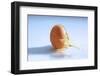 A Cracked Egg-Frank Weymann-Framed Photographic Print