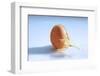 A Cracked Egg-Frank Weymann-Framed Photographic Print