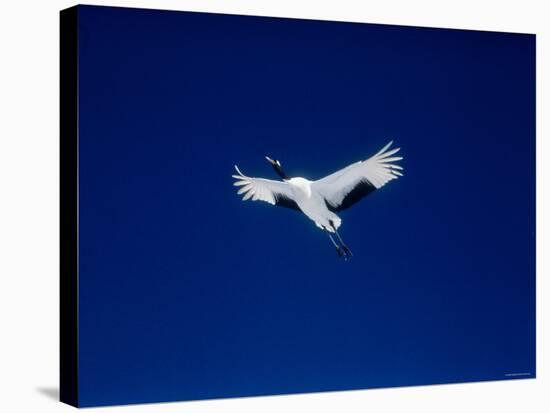 A Crane Flying in the Blue Sky, Tsurui Village, Feburary, Hokkaido, Japan-null-Stretched Canvas