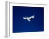 A Crane Flying in the Blue Sky, Tsurui Village, Feburary, Hokkaido, Japan-null-Framed Photographic Print