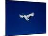 A Crane Flying in the Blue Sky, Tsurui Village, Feburary, Hokkaido, Japan-null-Mounted Photographic Print