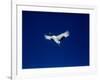 A Crane Flying in the Blue Sky, Tsurui Village, Feburary, Hokkaido, Japan-null-Framed Photographic Print