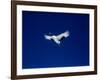 A Crane Flying in the Blue Sky, Tsurui Village, Feburary, Hokkaido, Japan-null-Framed Photographic Print