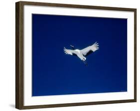 A Crane Flying in the Blue Sky, Tsurui Village, Feburary, Hokkaido, Japan-null-Framed Photographic Print