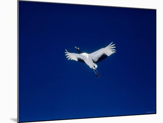 A Crane Flying in the Blue Sky, Tsurui Village, Feburary, Hokkaido, Japan-null-Mounted Photographic Print