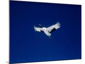 A Crane Flying in the Blue Sky, Tsurui Village, Feburary, Hokkaido, Japan-null-Mounted Photographic Print